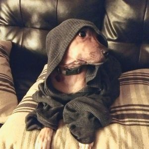 Meet your Posher, Haley